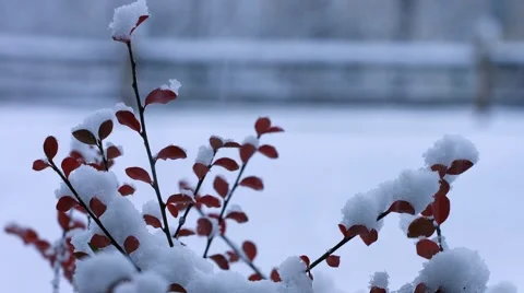 Snow Fall in New England 動画素材 44343073