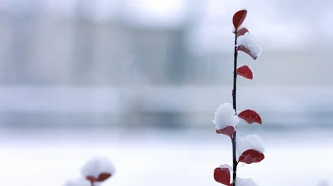 Snow Fall in New England - Single plant Stock Footage 44343097