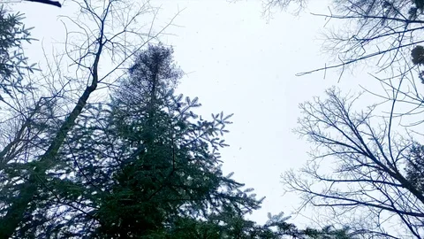 Snow Fall Over Evergreen Dream Stock Footage 123042633