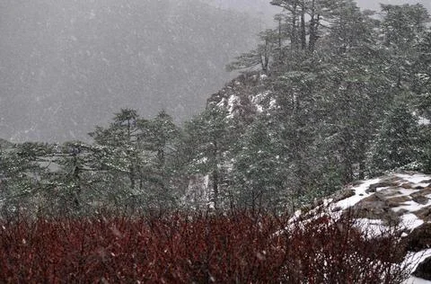 Snow fall in pine forest in remote village Stock Photos