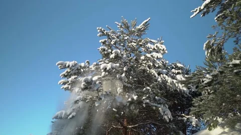 Snow fall from pine tree with a blue sky Video stock 231559012