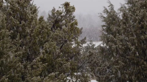 Snow Fall with Pine Tree Forrest in Utah Stock Footage 229224867