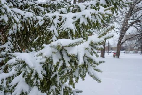 Snow fall on pine tree Stock Photos