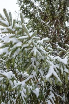 Snow fall on pine tree Stock Photos