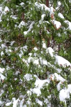 Snow fall on pine tree Stock Photos