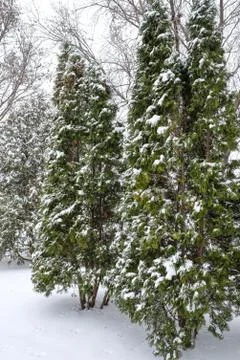 Snow fall on pine trees Stock Photos