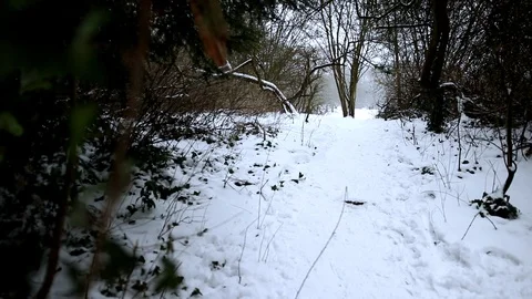 Snow Fall Reveal Of Snowy Path From Behind Ivy pan right to left Stock Footage 90270283