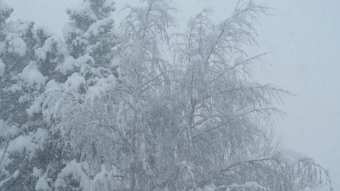 Snow Fall in slow motion Stock Footage 118424440