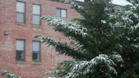 Snow Fall Slow Motion Stock Footage 150590234