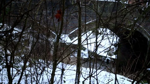 Snow Fall Snowy Bridge and stream through the trees Stock Footage 90275626