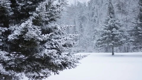 Snow Fall Spruce Tree Stock Footage 74861636