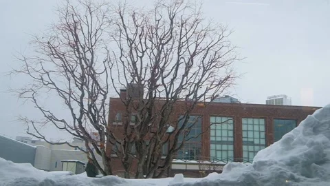 Snow fall with tree in the back ground in slow motion, hokkaido japan. Stock Footage 151513096