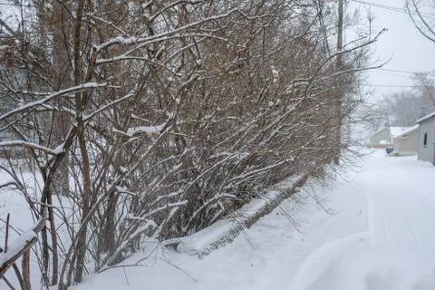 Snow fall on tree branches Stock Photos