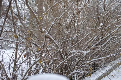 Snow fall on tree branches Stock Photos