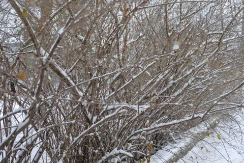 Snow fall on tree branches Stock Photos