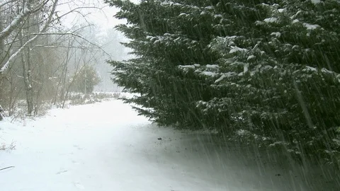 Snow Fall with Trees-Background Plate Stock Footage 91161729