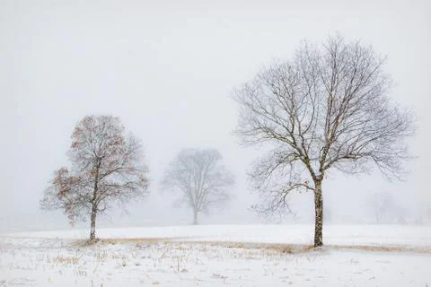 Snow fall on trees in a field Stock Photos