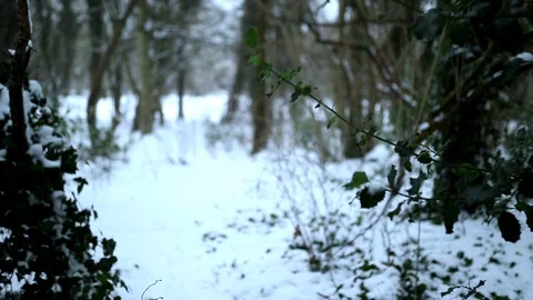 Snow Fall Walking Through The Ivy Covered Trees Stock Footage 90275223