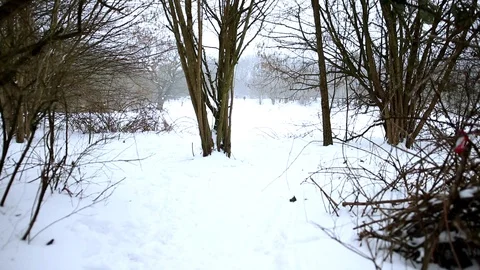 Snow Fall Walking Through Trees in the park Stock Footage 90270281