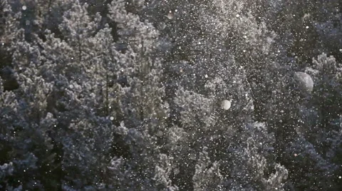 Snow fall in the winter forest Stock Footage 52835068