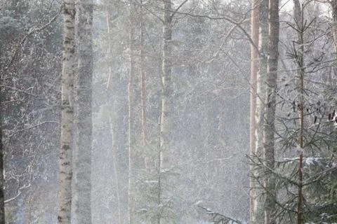 Snow fall in winter forest Stock Photos