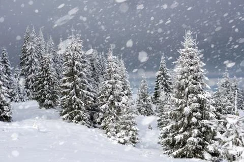 Snow fall in winter forest Stock-Fotos