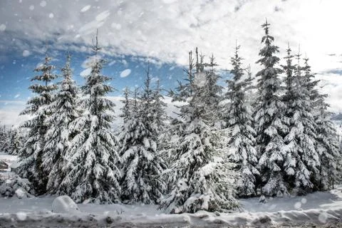 Snow fall in winter forest Stock Photos