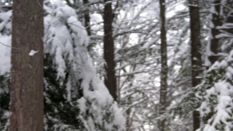 Snow Fall in the Woods Stock Footage