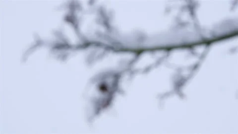 Snow fall on World War One battlefields : Tyne Cot Cemetery, Ypres, Belgium Stock Footage 102208707