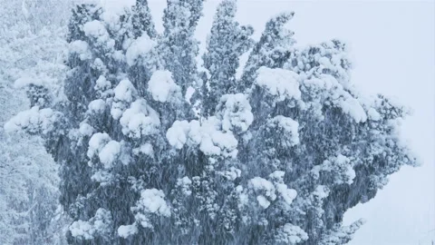 Snow fall on World War One battlefields : Tyne Cot Cemetery, Ypres, Belgium Stock Footage 102228709