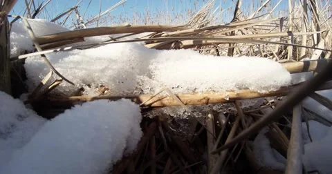Snow on a fallen dry reeds close up blue sky Stock Footage 46878953