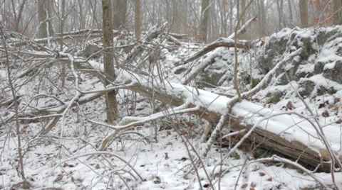 Snow on a fallen tree Video stock 34367737