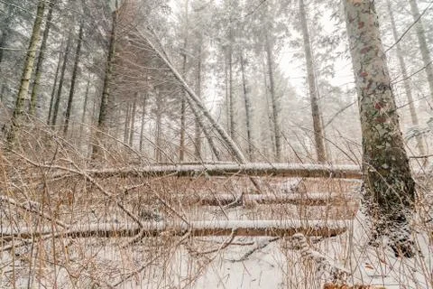 Snow on fallen trees in a forest Stock Photos