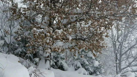 Snow falliing on oak tree slomo short Stock Footage
