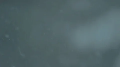 Snow falling (24fps) 库存影片 81282819