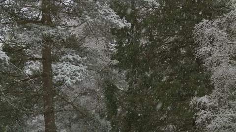 Snow falling 6 Scotland Stock Footage