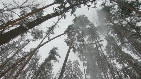 Snow falling from above from the branches of a coniferous tree Stock Footage 156013315
