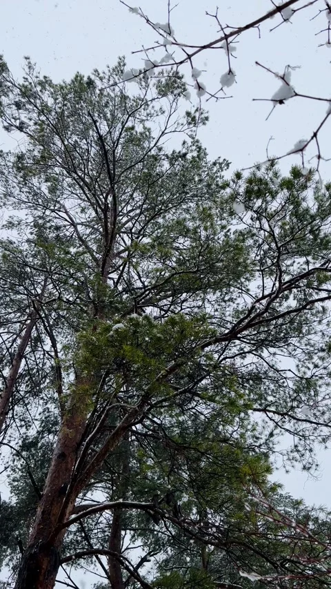 Snow falling from above with pine trees in the background, low-angle view Stock Footage 344951261