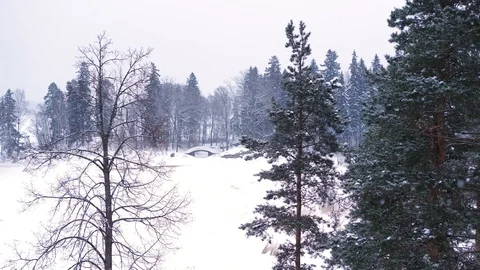 Snow is falling against the background of forest and lake Stock Footage 98947868