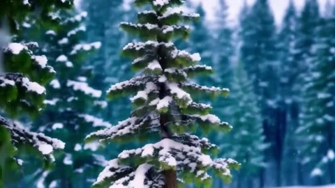 Snow falling against the background of snow covered pines, trees in the for.. Stock Footage 255890268