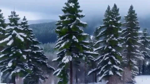 Snow falling against the background of snow covered pines, trees in the for.. Stock Footage 255894013