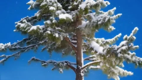 Snow falling against the background of a tall snowy pine tree in the daytim.. Stock Footage 255890417