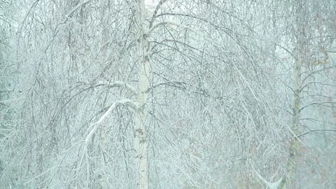 Snow is falling against the background of white birch Stock Footage 96189114