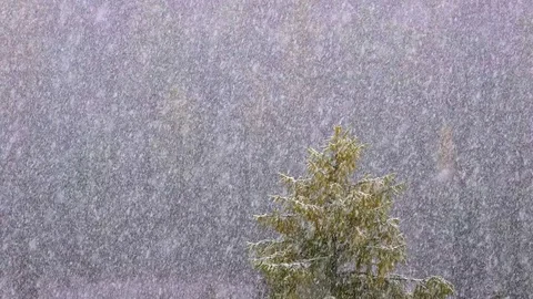 Snow Falling Against A Forest Background Vídeo Stock 81500433
