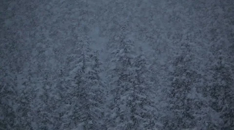 Snow falling against a forest Stock Footage 1085102
