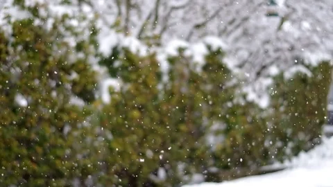Snow falling against a green hedge on a cold snowy winter day. Video stock 72261245
