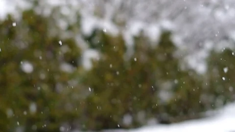 Snow falling against a green hedge on a cold snowy winter day. Stock Footage 72261259
