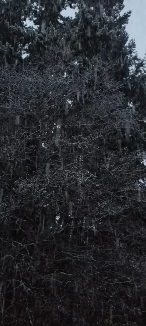 Snow falling against the tall trees Stock Footage 167484612