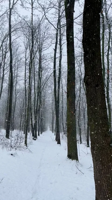 Snow falling among bare tree trunks in a winter forest Stock Footage 344951254