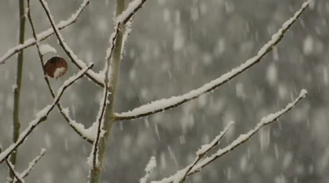 Snow Falling Among Branches 004187 Stock Footage 8680483